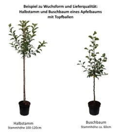 Roter Boskoop Malus Domestica 10 Roter Boskoop Malus Domestica -Deutschland Gartenbedarf Verkäufe 2024 0 Baumformen Buschbaum und HalbstammKTPERtuCUgTQG