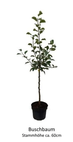 Rosette® Malus Domestica -Deutschland Gartenbedarf Verkäufe 2024 0 Baumformen Buschbaum7a73FmYDHOZC2