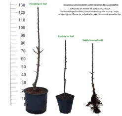 Säulenapfel `SonateⓈ´ Malus Domestica `Sonate´ -Deutschland Gartenbedarf Verkäufe 2024 1 Beispiel S ulen pfel WuchsformenYNkzziJfvO20L