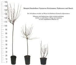 Tatjana, Grün, Fast Stachellos Ribes Uva-crispa `Tatjana´ -Deutschland Gartenbedarf Verkäufe 2024 1 Beispiel Stachelbeeren Wuchsformen5728MZOmFH4CB