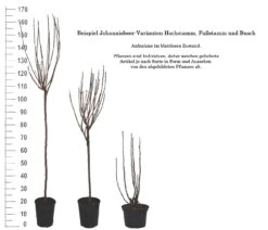 Rolan Ribes Rubrum `Rolan´ 9 Rolan Ribes Rubrum `Rolan´ -Deutschland Gartenbedarf Verkäufe 2024 1Beispiel Johannisbeere WuchsformenubMxZbmWVRpso