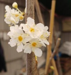 Aprimira Prunus Domestica Subsp. Syriaca `Aprimira´ -Deutschland Gartenbedarf Verkäufe 2024 20180404 175702