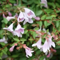 Deutschland Gartenbedarf Verkäufe 2024 36 Abelie `Pinky Bells®´ Abelia Grandiflora