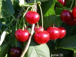 Deutschland Gartenbedarf Verkäufe 2024 38 Achat Ⓢ Prunus Cerasus `Achat´