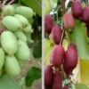 Bayern-Kiwi-Set, Issai & Rote Bayernkiwi `Kens Red´ Actinidia Arguta