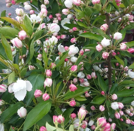 Zwerg-Zierapfel `Adirondack´ Malus ´Adirondack´ 2 Zwerg-Zierapfel `Adirondack´ Malus ´Adirondack´ – Bild 2