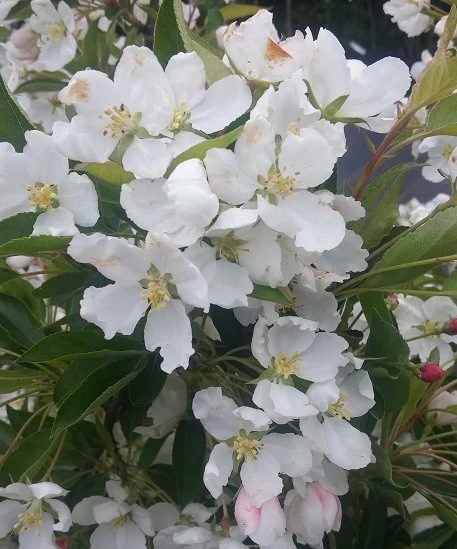 Zwerg-Zierapfel `Adirondack´ Malus ´Adirondack´ 1 Zwerg-Zierapfel `Adirondack´ Malus ´Adirondack´