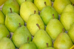 Deutschland Gartenbedarf Verkäufe 2024 -Deutschland Gartenbedarf Verkäufe 2024 Alexander Lucas 2