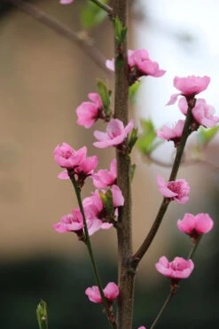 Säulen-Nektarine `Alice Col´ Ⓢ Prunus Nucipersica `Alice Col´ 6 Säulen-Nektarine `Alice Col´ Ⓢ Prunus Nucipersica `Alice Col´ -Deutschland Gartenbedarf Verkäufe 2024 Alice Col Bl te