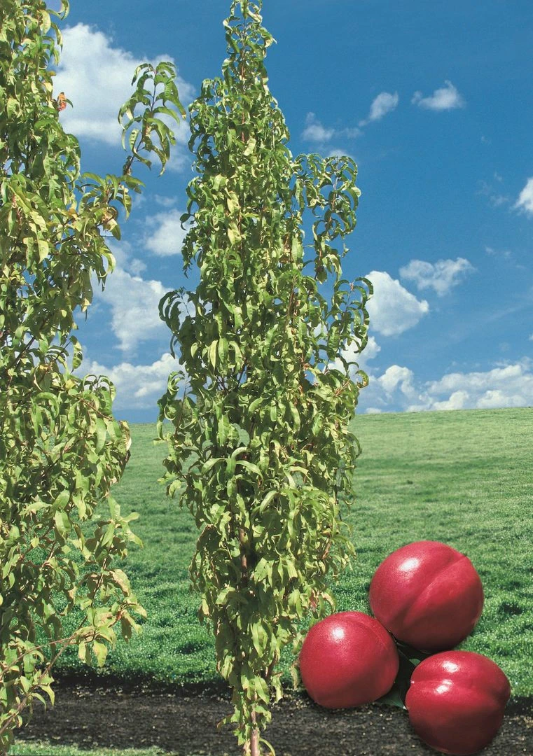 Säulen-Nektarine `Alice Col´ Ⓢ Prunus Nucipersica `Alice Col´ 2 Säulen-Nektarine `Alice Col´ Ⓢ Prunus Nucipersica `Alice Col´ – Bild 2