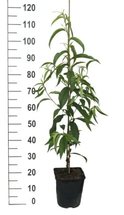 Säulen-Nektarine `Alice Col´ Ⓢ Prunus Nucipersica `Alice Col´ 7 Säulen-Nektarine `Alice Col´ Ⓢ Prunus Nucipersica `Alice Col´ -Deutschland Gartenbedarf Verkäufe 2024 Alice Col weiss