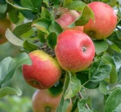 Deutschland Gartenbedarf Verkäufe 2024 42 Alkmene Malus Domestica