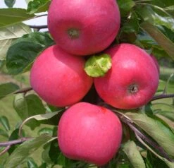 Deutschland Gartenbedarf Verkäufe 2024 44 Allegro Ⓢ Malus Domestica