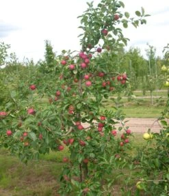 Deutschland Gartenbedarf Verkäufe 2024 -Deutschland Gartenbedarf Verkäufe 2024 Allegro1