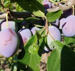 Deutschland Gartenbedarf Verkäufe 2024 46 Alte Eierpflaume Prunus Domestica `Alte Eierpflaume´