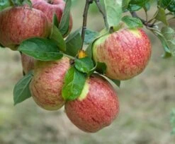 Deutschland Gartenbedarf Verkäufe 2024 48 Altländer Pfannkuchenapfel Malus Domestica `Altländer Pfannkuchenapfel´