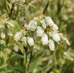 Deutschland Gartenbedarf Verkäufe 2024 -Deutschland Gartenbedarf Verkäufe 2024 Ama Heidelbeere Bl te