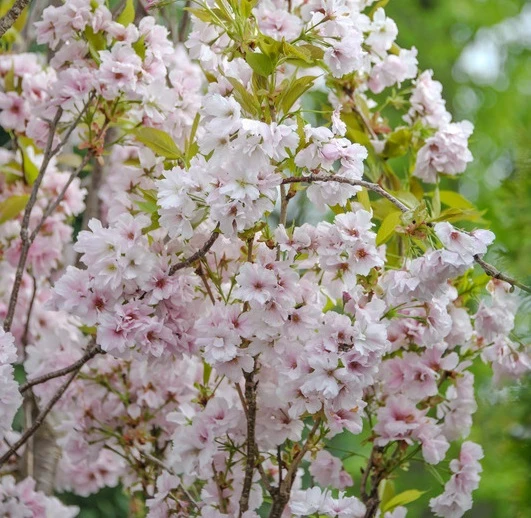 Säulenzierkirsche `Amanogawa´ Prunus Serrulata `Amanogawa´ 1 Säulenzierkirsche `Amanogawa´ Prunus Serrulata `Amanogawa´