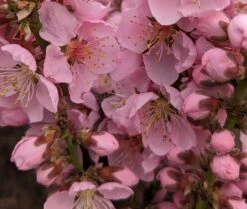 Zwergpfirsich `Amber® Pix ZeeⓈ´ Prunus Persica -Deutschland Gartenbedarf Verkäufe 2024 Amber Pix Zee