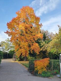Deutschland Gartenbedarf Verkäufe 2024 -Deutschland Gartenbedarf Verkäufe 2024 Amberbaum