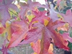 Deutschland Gartenbedarf Verkäufe 2024 50 Amberbaum 140-160cm Liquidambar Styraciflua