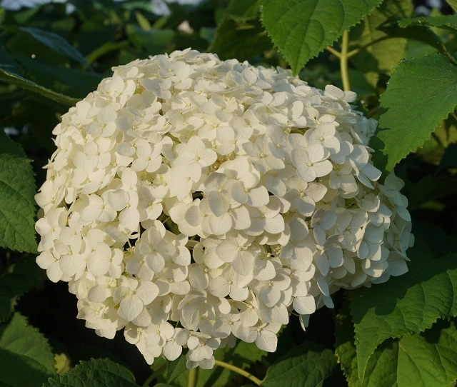 Garten-Hortensie `Incrediball®´ Hydrangea Arborescens 3 Garten-Hortensie `Incrediball®´ Hydrangea Arborescens – Bild 3