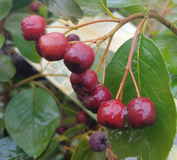 Aronia - Rote Apfelbeere `Brillant´ Aronia Arbutifolia `Brillant´ 2 Aronia - Rote Apfelbeere `Brillant´ Aronia Arbutifolia `Brillant´ – Bild 2