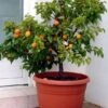 Zwerg-Aprikose `Garden Aprigold® ´ Prunus Armeniaca `Garden Aprigold´