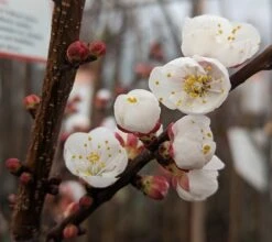 Ungarische Beste Prunus Armeniaca `Ungarische Beste´ -Deutschland Gartenbedarf Verkäufe 2024 Aprikose Bl te