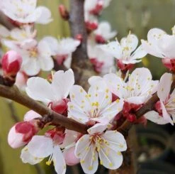 Kompakt Wachsende Aprikose `CompactaⓇ´ Prunus Armeniaca `Compacta´ -Deutschland Gartenbedarf Verkäufe 2024 Aprikose Compacta