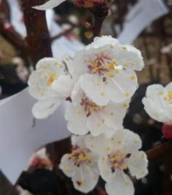 Aprikose Kioto ® Halbstamm Prunus Armeniaca `Kioto´ 5 Aprikose Kioto ® Halbstamm Prunus Armeniaca `Kioto´ -Deutschland Gartenbedarf Verkäufe 2024 Aprikosen Bl ten58cf895c8a11b 1