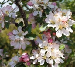 Säulenapfel Arbat ® Malus Domestica 6 Säulenapfel Arbat ® Malus Domestica -Deutschland Gartenbedarf Verkäufe 2024 Arbat Bl te