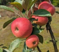 Säulenapfel Arbat ® Malus Domestica 7 Säulenapfel Arbat ® Malus Domestica -Deutschland Gartenbedarf Verkäufe 2024 Arbat S ulenapfel2