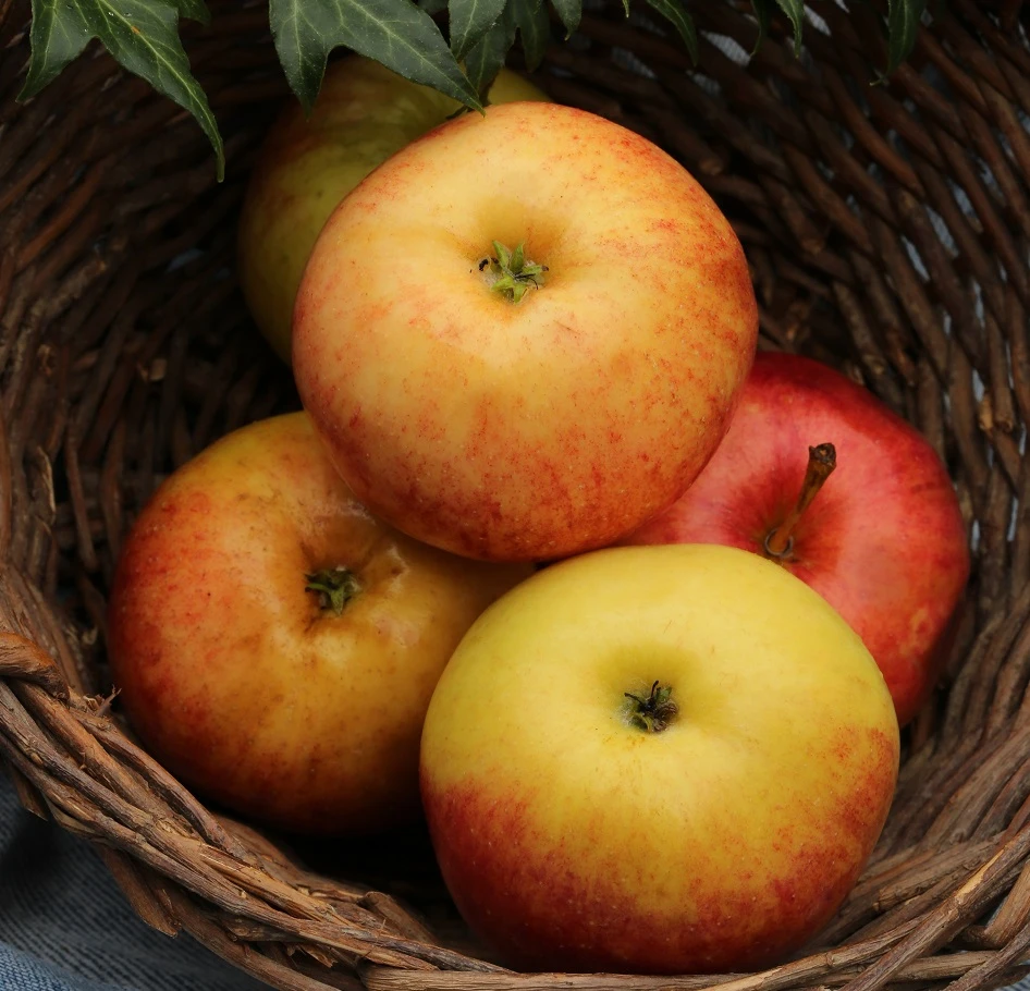 Säulenapfel Arbat ® Malus Domestica 2 Säulenapfel Arbat ® Malus Domestica – Bild 2