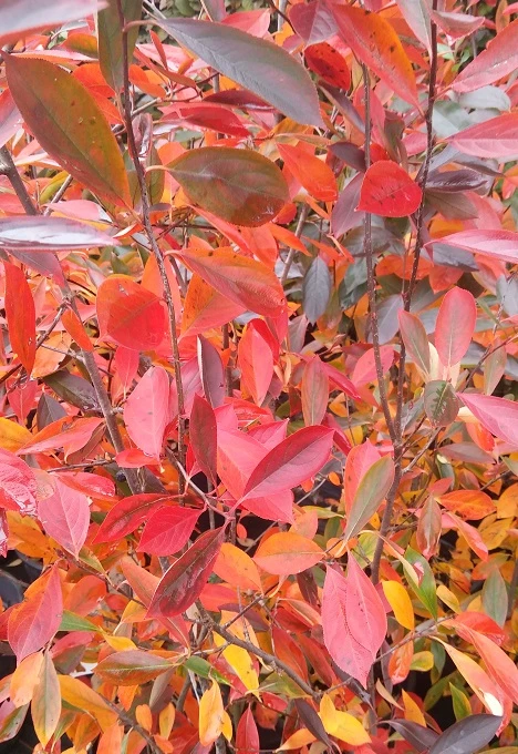 Aronia- Apfelbeere Nero Aronia Prunifolia `Nero´ 2 Aronia- Apfelbeere Nero Aronia Prunifolia `Nero´ – Bild 2