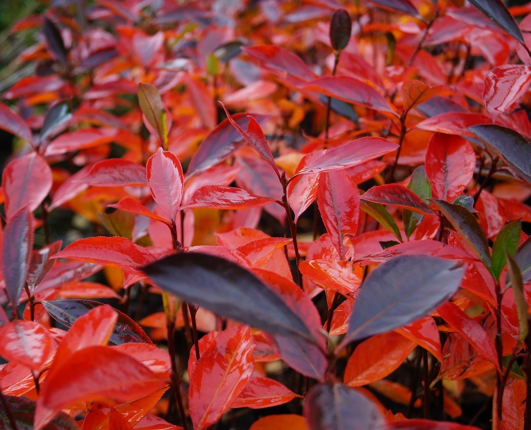 Aronia- Apfelbeere Hugin Aronia Melanocarpa `Hugin´ 3 Aronia- Apfelbeere Hugin Aronia Melanocarpa `Hugin´ – Bild 3