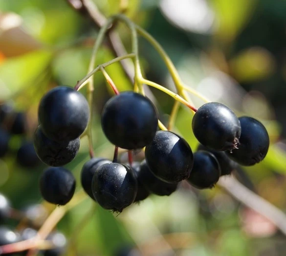 Aronia Aron - Großfrüchtige Apfelbeere Aronia Melanocarpa `Aron´ 1 Aronia Aron - Großfrüchtige Apfelbeere Aronia Melanocarpa `Aron´