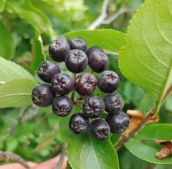 Deutschland Gartenbedarf Verkäufe 2024 17 Aronia- Apfelbeere Hugin Aronia Melanocarpa `Hugin´