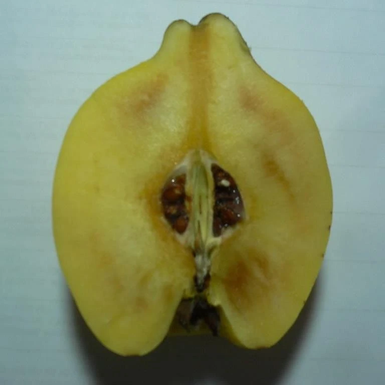 Tafelquitte Ayva® - Süßquitte, Kann Roh Verzehrt Werden Cydonia `Ayva´ 2 Tafelquitte Ayva® - Süßquitte, Kann Roh Verzehrt Werden Cydonia `Ayva´ – Bild 2