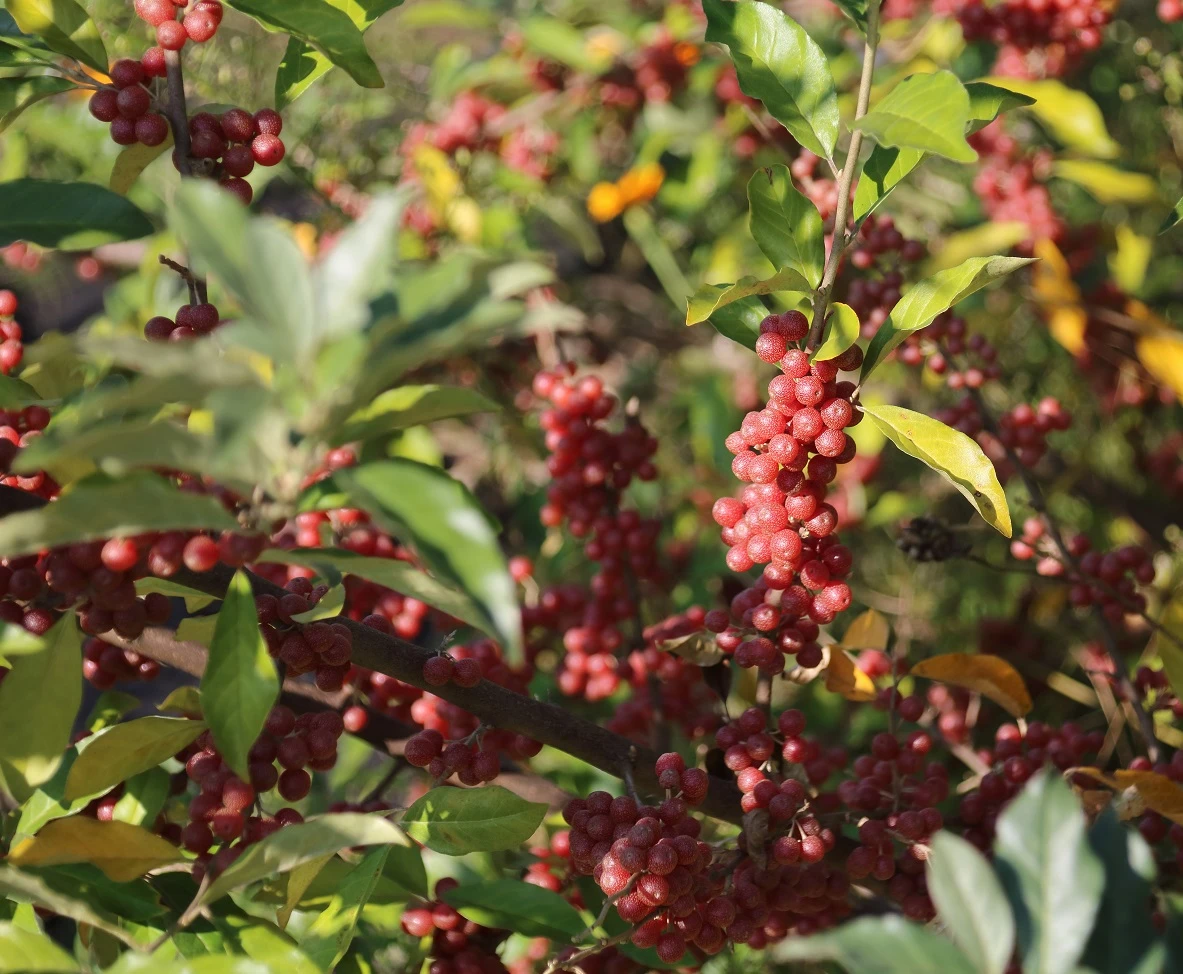 Silberblättrige Büffelbeere Sheperdia Argentea 1 Silberblättrige Büffelbeere Sheperdia Argentea