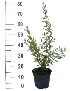 Silberblättrige Büffelbeere Sheperdia Argentea 5 Silberblättrige Büffelbeere Sheperdia Argentea -Deutschland Gartenbedarf Verkäufe 2024 B ffelbeere weiss