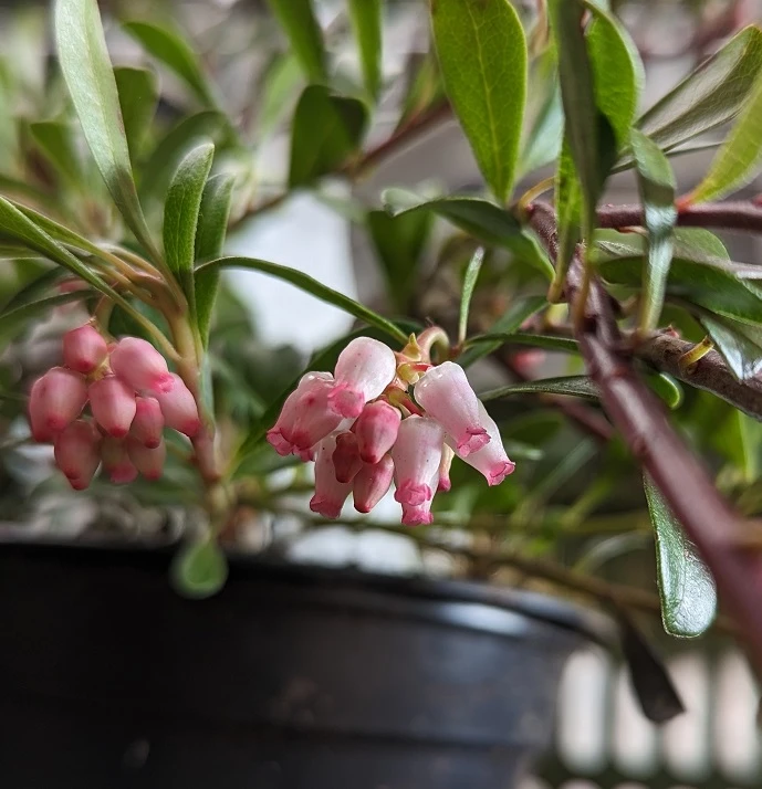Echte Bärentraube Arctostaphylos Uva-ursi 3 Echte Bärentraube Arctostaphylos Uva-ursi – Bild 3