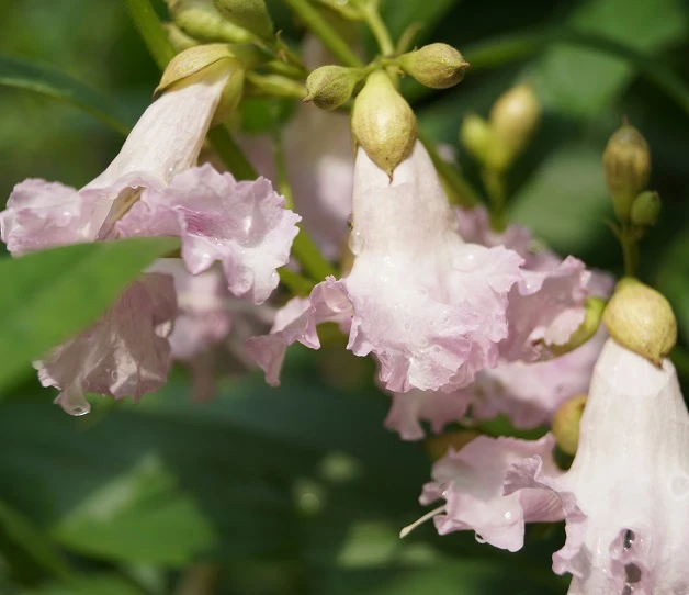 Sommerglocke / Baumoleander `Summer Bells´ Chitalpa Tashkentensis `Summer Bells´ 1 Sommerglocke / Baumoleander `Summer Bells´ Chitalpa Tashkentensis `Summer Bells´
