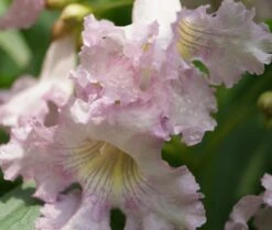 Sommerglocke / Baumoleander `Summer Bells´ Chitalpa Tashkentensis `Summer Bells´ 7 Sommerglocke / Baumoleander `Summer Bells´ Chitalpa Tashkentensis `Summer Bells´ -Deutschland Gartenbedarf Verkäufe 2024 Baumoleander Summer Bells 4