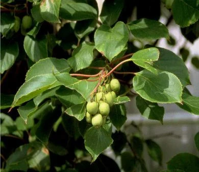 Bayern-Kiwi Set Actinida Arguta 3 Bayern-Kiwi Set Actinida Arguta -Deutschland Gartenbedarf Verkäufe 2024 Bayernkiwi