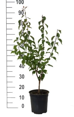 Japanische Zier-Aprikose `Beni-chi-dori´ Prunus Mume `Beni-chi-dori´ -Deutschland Gartenbedarf Verkäufe 2024 Beni chi dori Zieraprikose