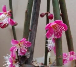 Japanische Zier-Aprikose `Beni-chi-dori´ Prunus Mume `Beni-chi-dori´ -Deutschland Gartenbedarf Verkäufe 2024 Benichidori