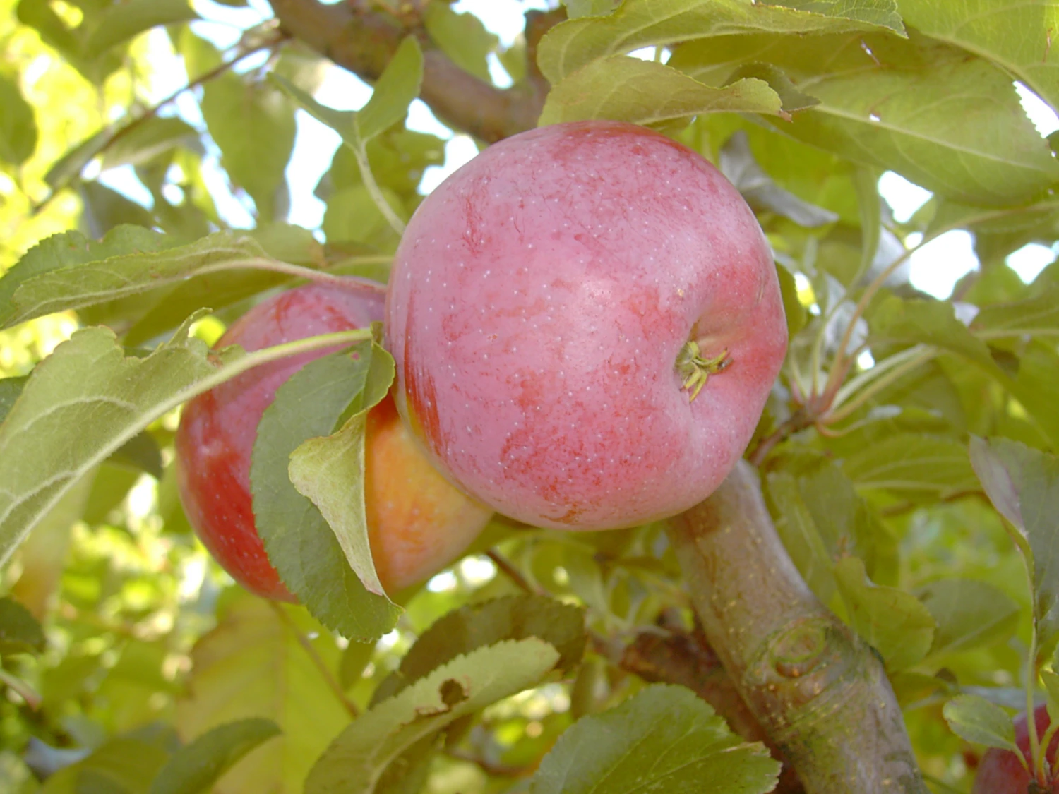 Berner Rosenapfel Malus Domestica 2 Berner Rosenapfel Malus Domestica – Bild 2