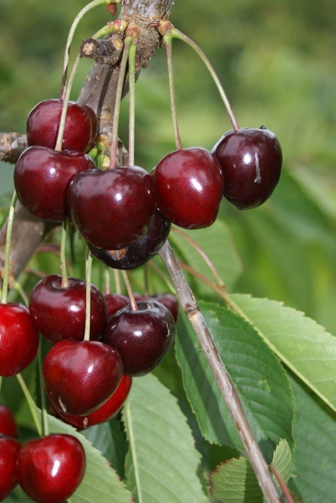 Säulenkirsche `Claudia´ Prunus Avium `Claudia´ 1 Säulenkirsche `Claudia´ Prunus Avium `Claudia´