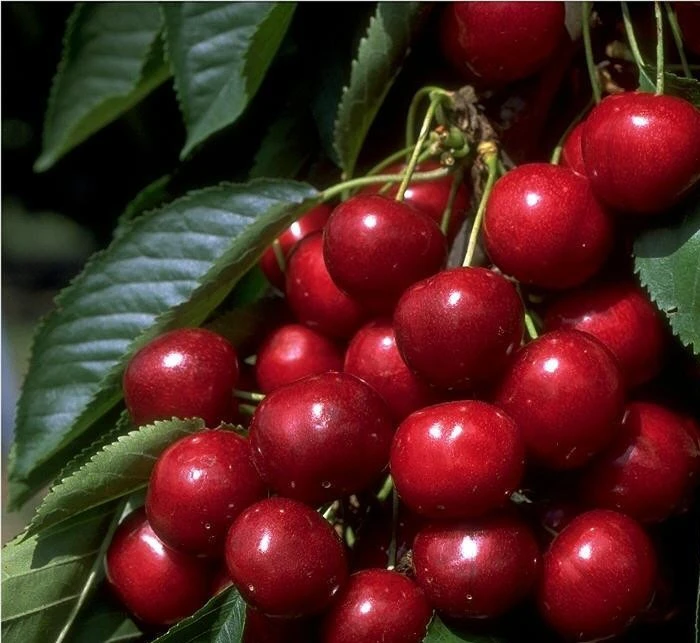 Hedelfinger Riesenkirsche Prunus Avium `Hedelfinger Riesenkirsche´ 1 Hedelfinger Riesenkirsche Prunus Avium `Hedelfinger Riesenkirsche´